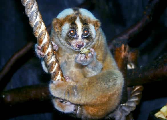 動物図鑑・スンダスローロリス